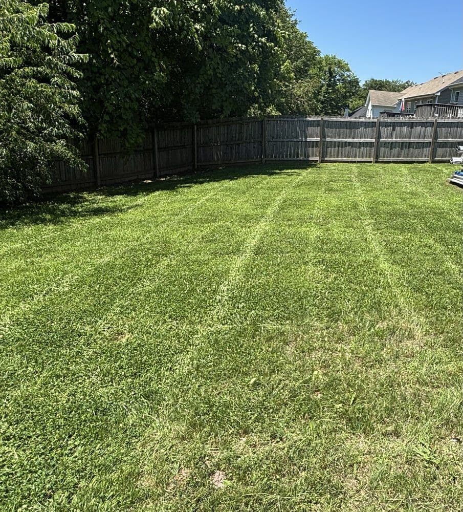 Freshly mowed Clarksville backyard with clean stripes along a privacy fence
