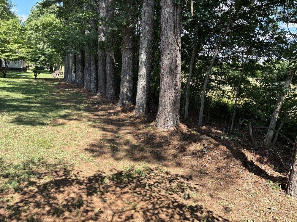 Tree line clean up