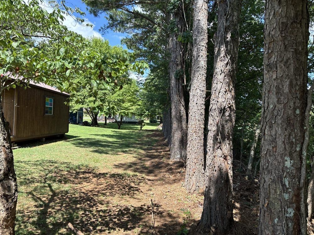 Tree line cleared of brush and debris along a mowed Clarksville yard